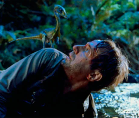 Un compogsnatus subido encima de un cazador antes de atacarlo