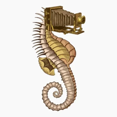 Hippocampus Camerarum