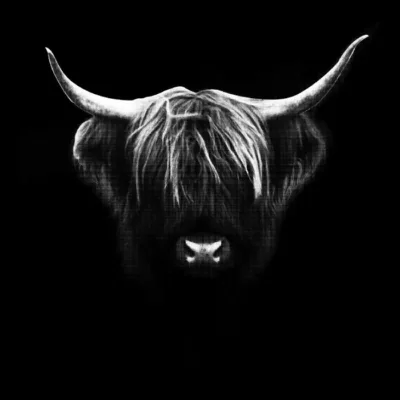 Black Bull