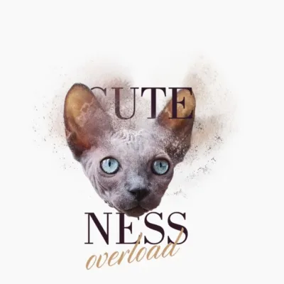 Cuteness Cat