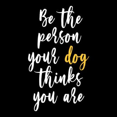 Le regard de mon chien