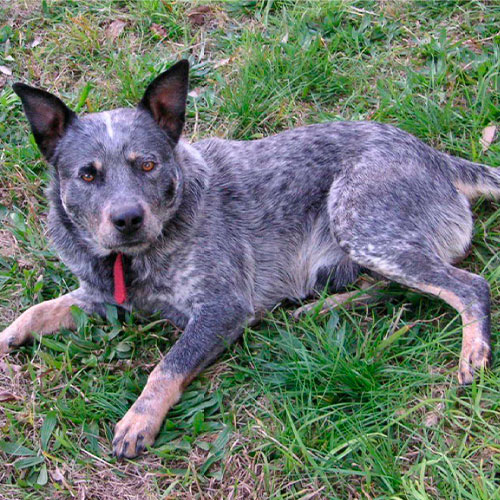 Blue heeler