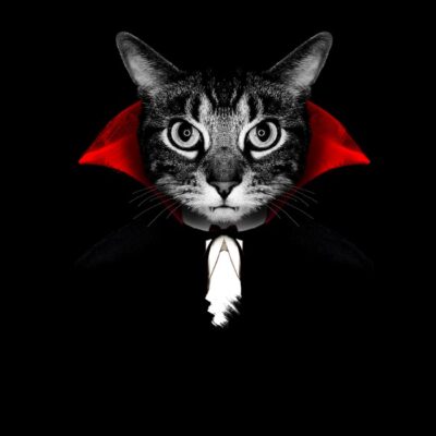 Vampire cat