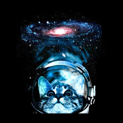 Cosmos kitten